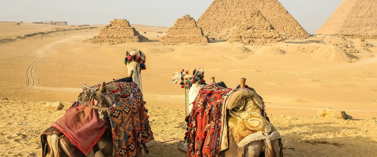 Gesattelte Kamele liegen im Sand vor den Pyramiden von Gizeh