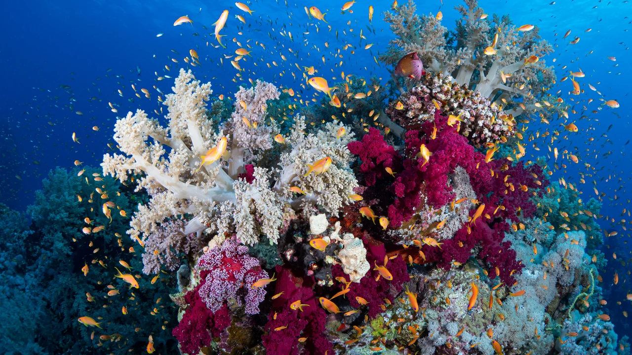 Korallenriff mit Fischschwarm bei Marsa Alam
