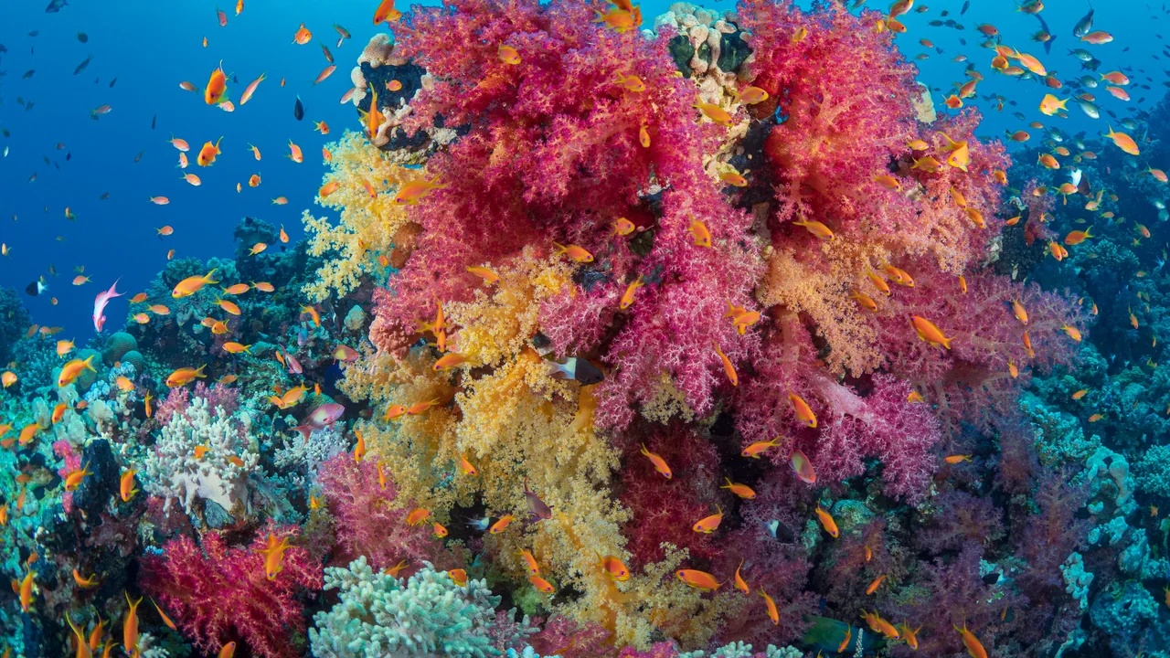 Farbiges Korallenriff mit vielen kleinen Fischen bei Marsa Alam
