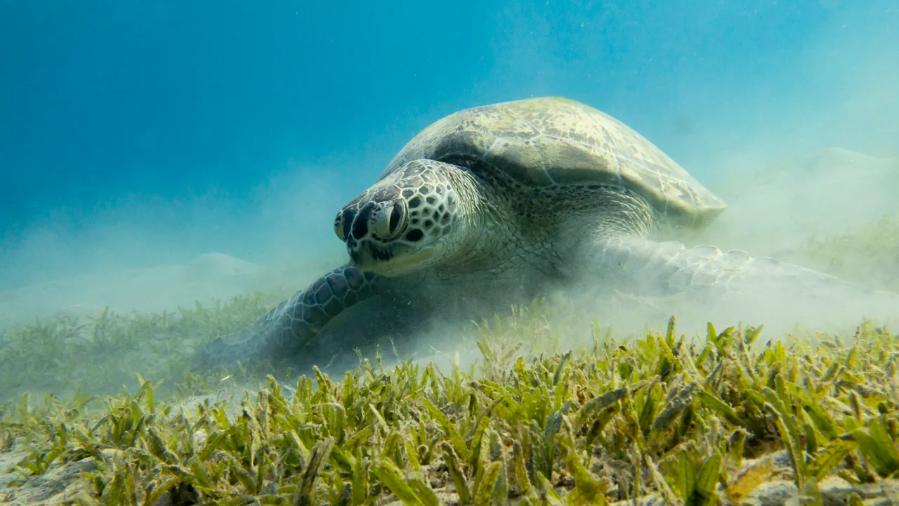 Grüne Meeresschildkröte über Seegras in der Bucht Abu Dabbab bei Marsa Alam