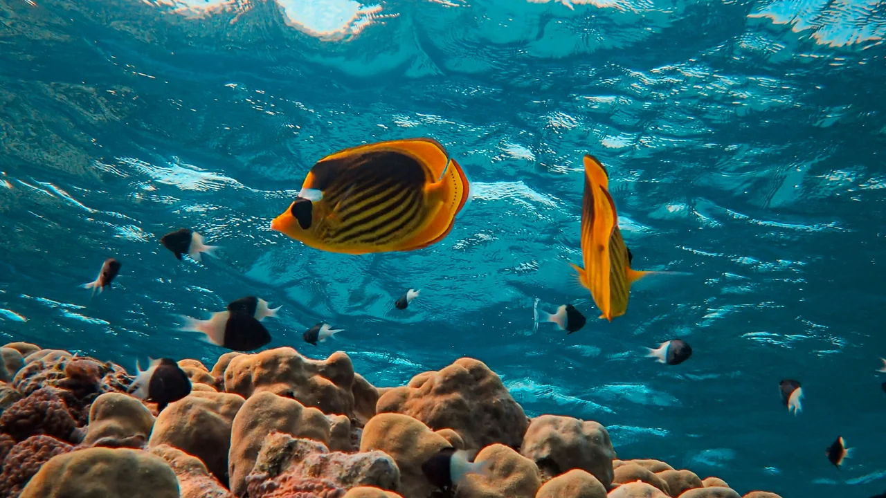 Fische schwimmen über einem Korallenriff im Roten Meer