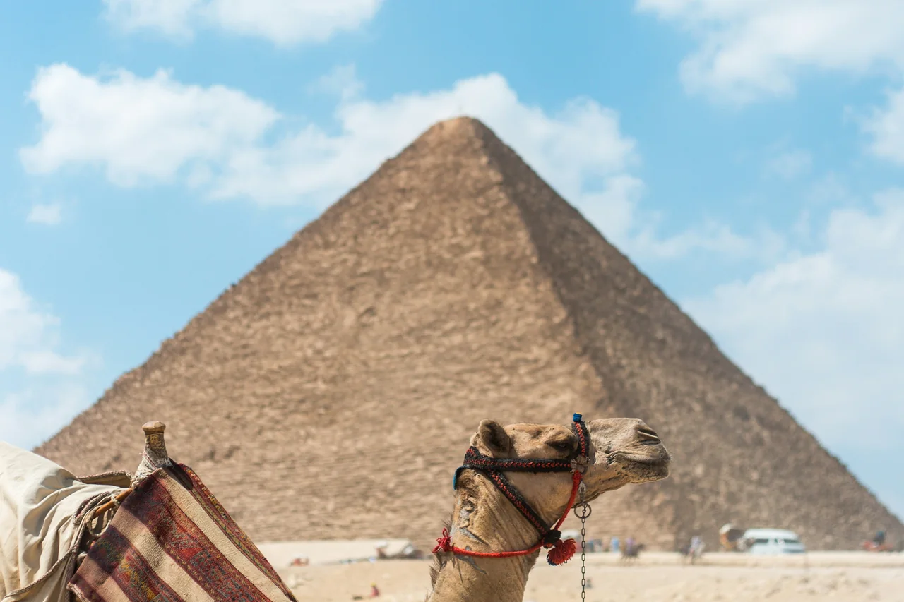 Liegendes Kamel vor einer Pyramide in Gizeh