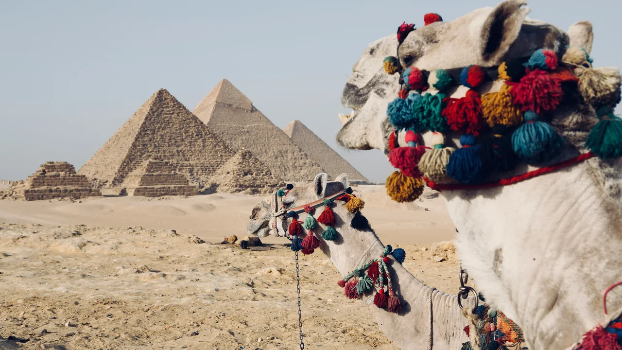 Geschmücktes Kamel vor den Pyramiden von Gizeh