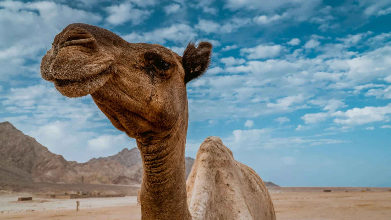 Kamel vor Wolkenhimmel bei Dahab