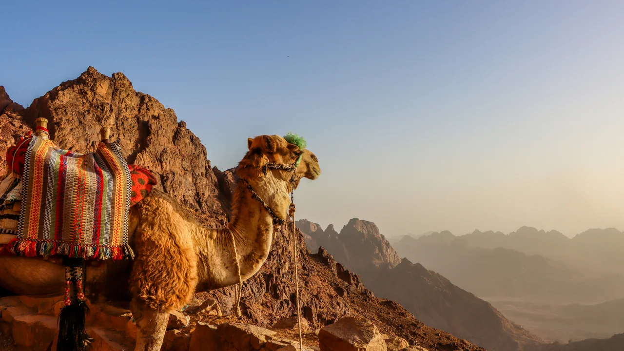 Kamel auf Felsen in den Bergen bei Saint Catherine auf dem Sinai