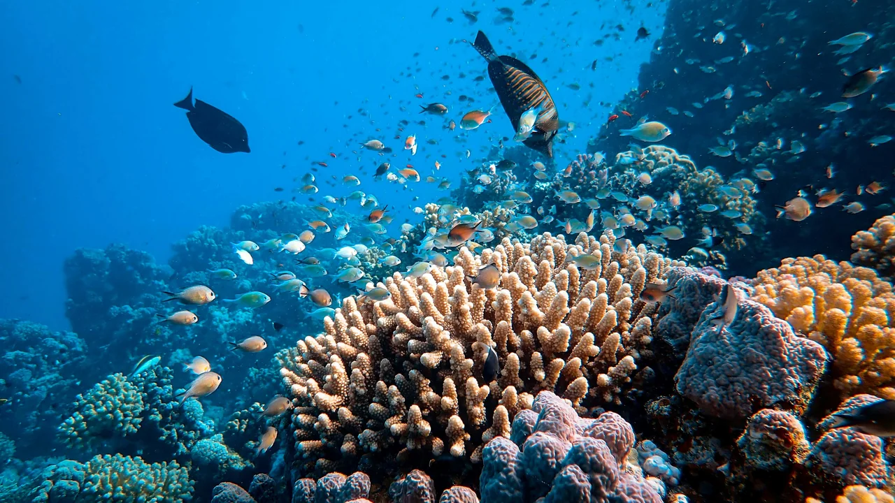 Fischschwarm über einem Korallenriff im Roten Meer
