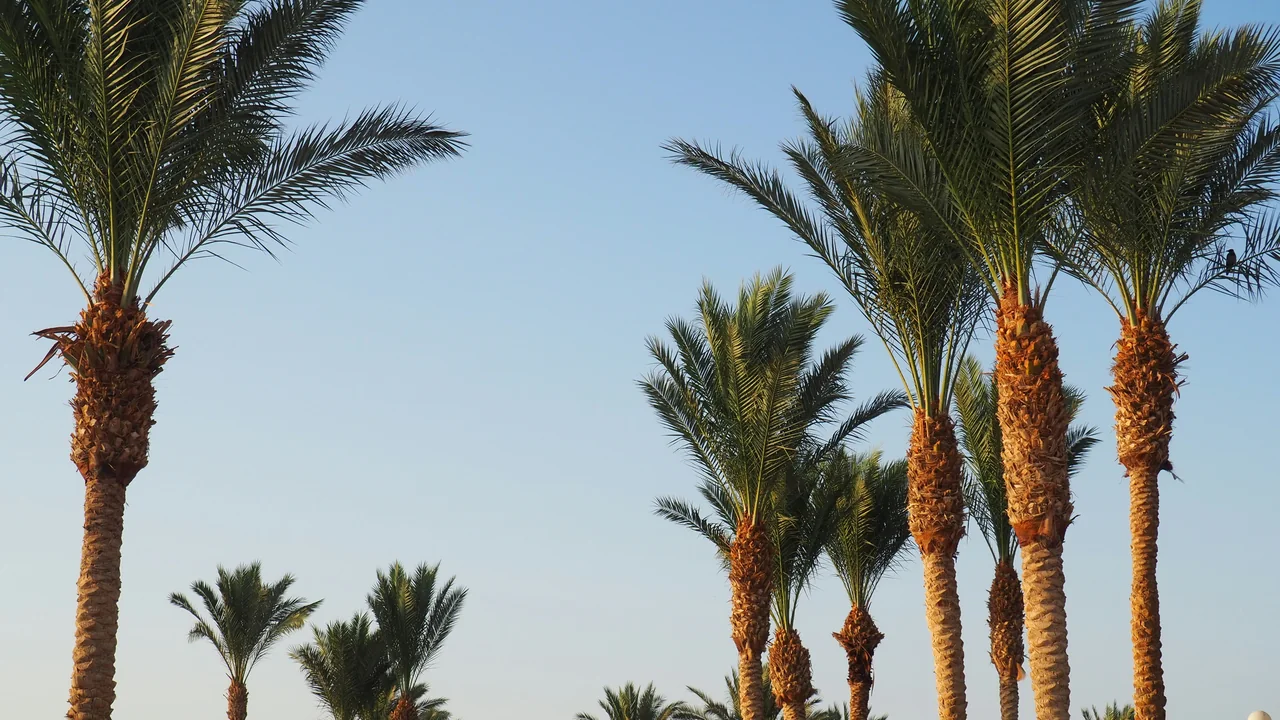 Palmen vor blauem Himmel in Marsa Alam
